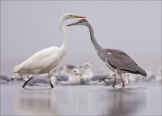 11_DSC8985_Grey_Heron_mirror_world_53pc