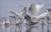 11_DSC9025_Grey_Heron_Great_White_Heron_agiotage_77pc