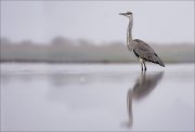 11_DSC9055_Grey_Heron_drowsiness_96pc