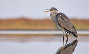 11_DSC9502_Grey_Heron_hi-ya_70pc