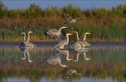 11_DSC9619_Grey_Heron_turmoil_27pc