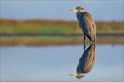 11_DSC9622_Grey_Heron_mirror_92pc