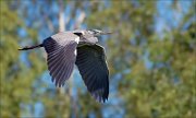 12_DSC9264_Grey_Heron_wingstroke_43pc