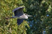 12_DSC9269_Grey_Heron_crankle_49pc