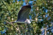 12_DSC9272_Grey_Heron_breadth_42pc