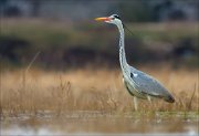 15_DSC1367_Grey_Heron_afloat_56pc