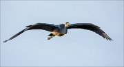 15_DSC6299_Grey_Heron_ship_62pc