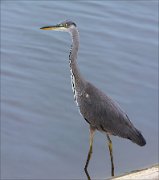 22_DSC6834_Grey_Heron_courage_209pc