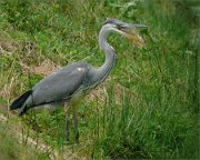 P1330383_grey_heron_calling