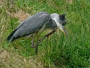 P1330453_heron_preening