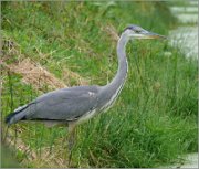 P1330537_Ardea_grassy