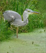 P1330561_heron_hunting