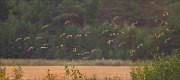 11_DSC8711_Grey_Partridge_united_flock_152pc