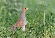 12_DSC6233_Grey_Partridge_loud_song_84pc