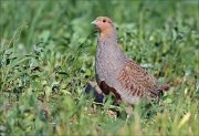 12_DSC6250_Grey_Partridge_promptitude_79pc