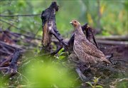 12_DSC6873_Grey_Partridge_conflagration_73pc