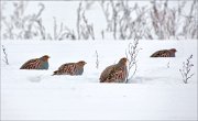 13_DSC4016_Grey_Partridge_nibbling_46pc