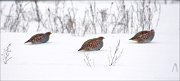 13_DSC4022_Grey_Partridge_glissade_54pc