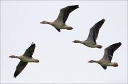 17_DSC3326_Greylag_Goose_quartet_56pc