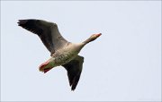 17_DSC3513_Greylag_Goose_arrowhead_24pc