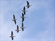 21_DSC1254_Greylag_Goose_troop_89pc