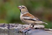 02_DSC4081_Hawfinch_female_thirst_72pc