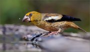 02_DSC4116_Hawfinch_the_whole_world_in_one_drop_68pc