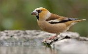 02_DSC6191_Hawfinch_male_near_my_pond_82pc