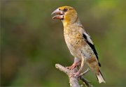 02_DSC7369_Hawfinch_gaper_guy_95pc