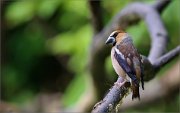 06_DSC5543_Hawfinch_twisted_90pc