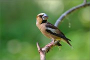 06_DSC6429_Hawfinch_Iturn_85pc