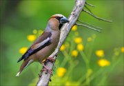 11_DSC0075_Hawfinch_buttercap_83pc