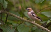 11_DSC7816_Hawfinch_autumnal_61pc