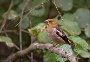 11_DSC7831_Hawfinch_maturation_61pc