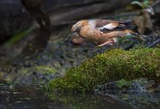 11_DSC8348_Hawfinch_levitation_66pc