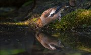 11_DSC8474_Hawfinch_a_long_sip_73pc