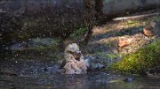 11_DSC8506_Hawfinch_upour_84pc