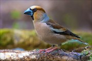 13_DSC8176_Hawfinch_sturdy_100pc