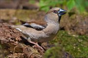 13_DSC9810_Hawfinch_memento_74pc