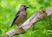 14_DSC0613_Hawfinch_severe_89pc