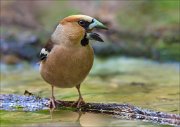 14_DSC2832_Hawfinch_anger_83pc