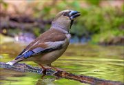 14_DSC3273_Hawfinch_daydream_83pc