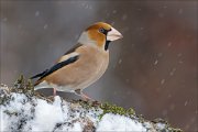 14_DSC6715_Hawfinch_rip_71pc