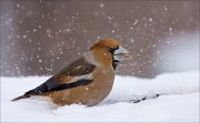 14_DSC7822_Hawfinch_flakes_70pc