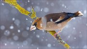 14_DSC8426_Hawfinch_snowy_67pc