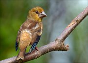 22_DSC5428_Hawfinch_certain_89pc