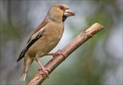 22_DSC5433_Hawfinch_radiant_84pc