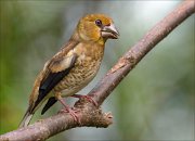 22_DSC5443_Hawfinch_probe_86pc