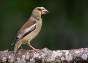 22_DSC5446_Hawfinch_gruff_78pc