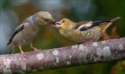 22_DSC5450_Hawfinch_snoot_91pc